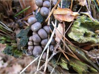 Lycogala epidendrum